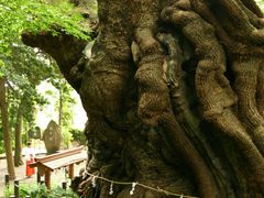 来宮神社の大楠